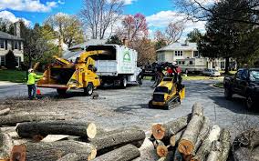 Best Stump Grinding and Removal  in Ashland, VA